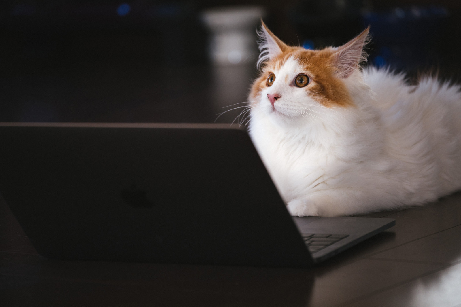 猫とWEB検索